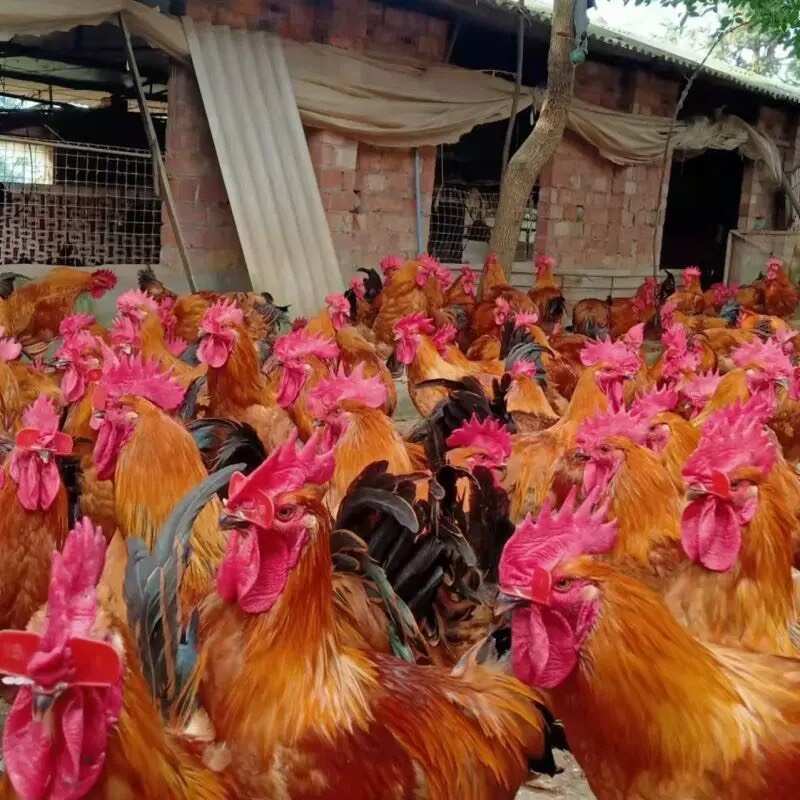 K9鸡苗 麻黄K9 灰羽K9 901/996快大型肉鸡苗