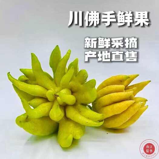 成都南江蜀华新鲜川佛手现摘直发泡茶煲汤清香四溢室内摆放