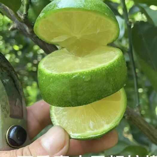 南靖县青柠檬无籽(皮薄 汁多 渣少)果农种植基地 全年批发