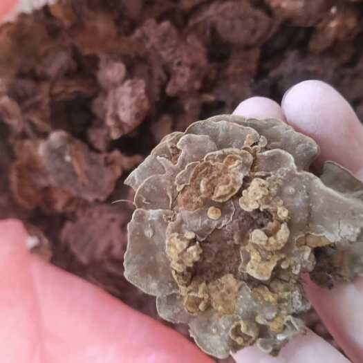平邑县金银花蛾子，花灵芝，环棱褐乳菌。批发零售。