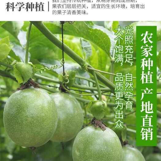 灵山县黄金百香果