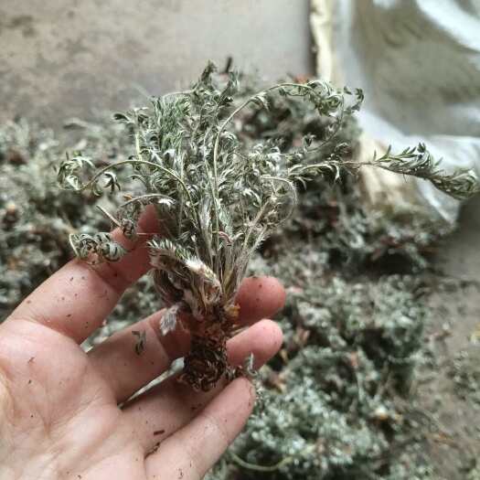 平邑县翻白草，整棵，干货，量大优惠，批发零售。深山上挖的，
