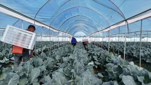 甘肃玉门西蓝花种植产业园 玉门花海西蓝花产业基地 玉门产区