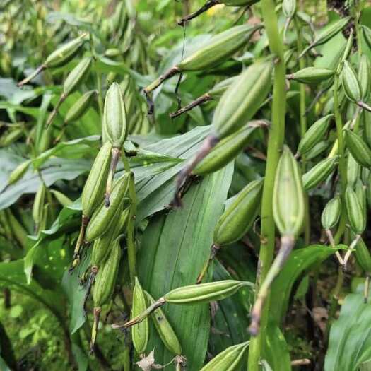 都江堰市毛慈菇果荚预售50万个四川都江堰产地直供