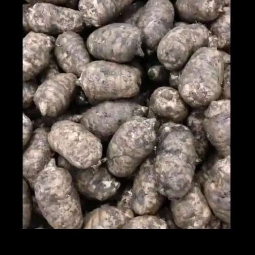 大姚县天麻，鲜天麻