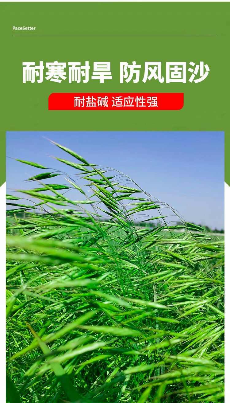 无芒雀麦种子四季牧草防风固沙耐盐耐碱绿化种子