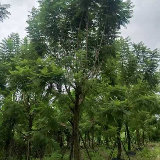 广西蓝花楹苗木基地 直供优质乔木花卉