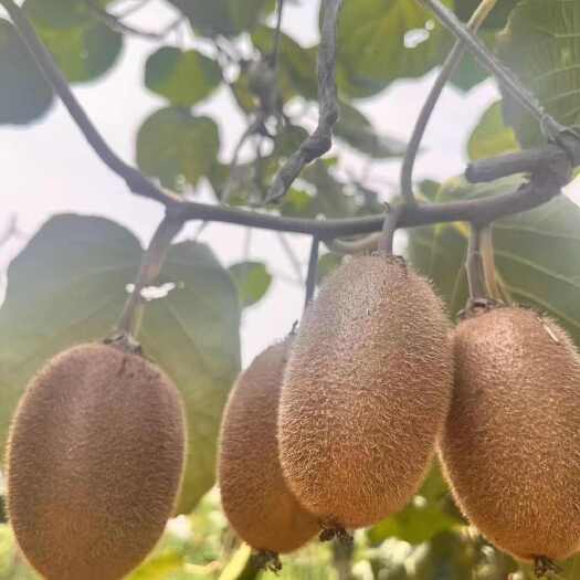 眉县陕西眉县徐香猕猴桃种植基地