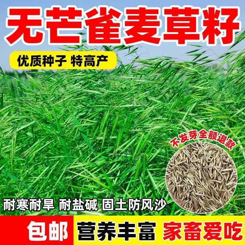 无芒雀麦种子四季牧草防风固沙耐盐耐碱绿化种子