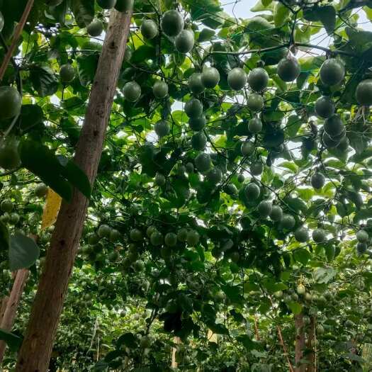 靖西市自家种植香甜纯甜黄金百香果