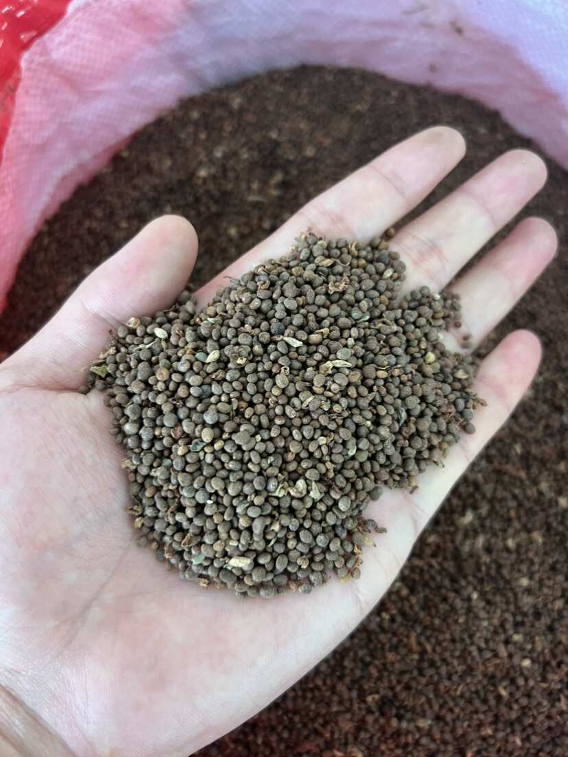 中药材急性子出售，有意者联系。