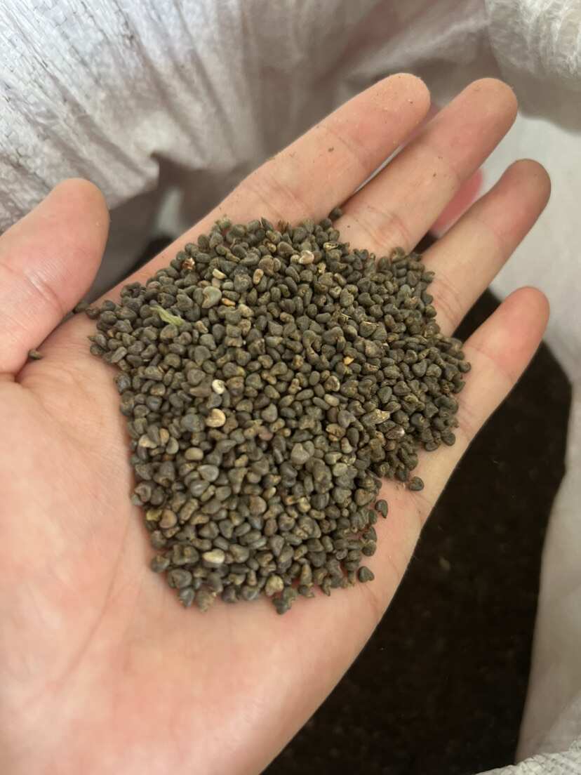 中药材冬葵子出售，有意者联系。