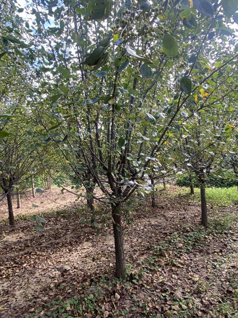 甜茶—山东基地清地处理