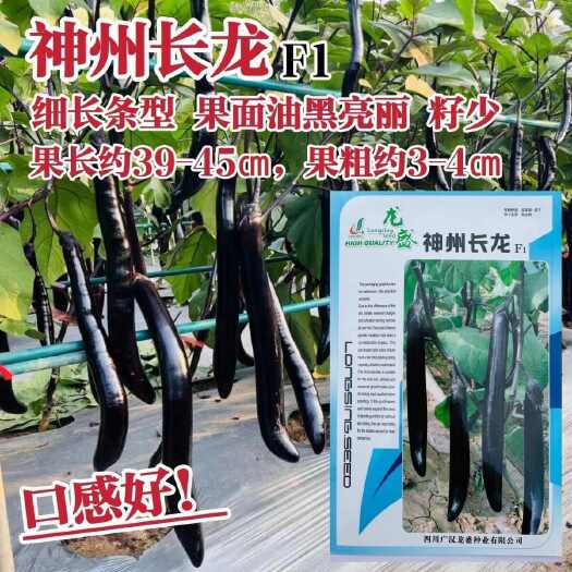 沭阳县龙盛神州长龙茄子种子细长条型茄子种籽油黑亮丽长茄种子籽少抗病