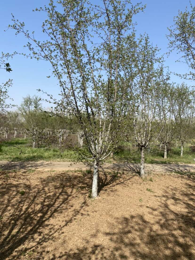 甜茶—山东基地清地处理