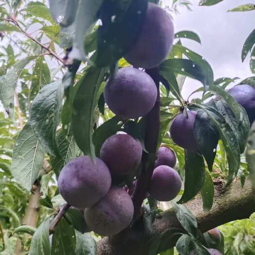汉源县汉源小翠红