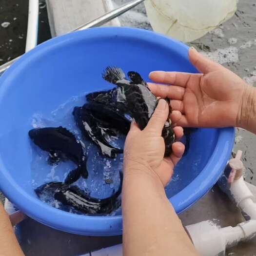 雷州市珍珠龙胆石斑鱼