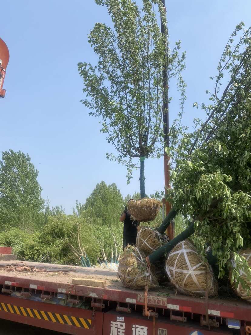 甜茶—山东基地清地处理