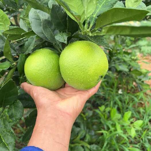 新平县热卖中。喜欢老板联系