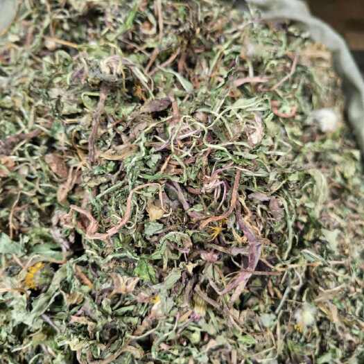 亳州蒲公英蒲公英泡水婆婆丁晒干