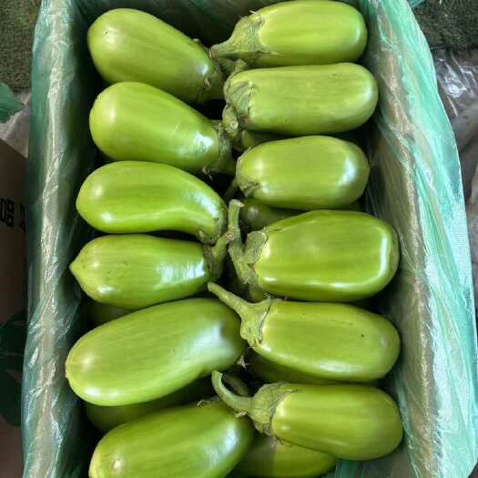 随州青茄、青圆茄食堂货三级