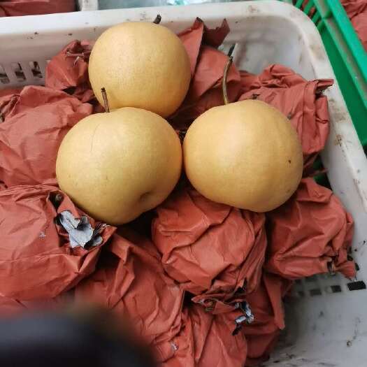 南乐县圆黄梨  正是好吃的季节