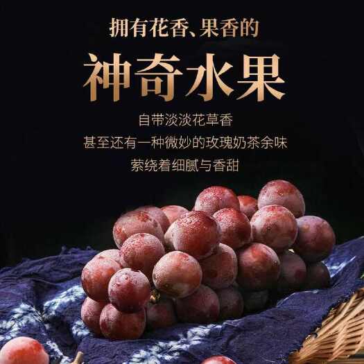 瓦房店市沐自然之美 享采摘之趣，妮娜皇后葡萄