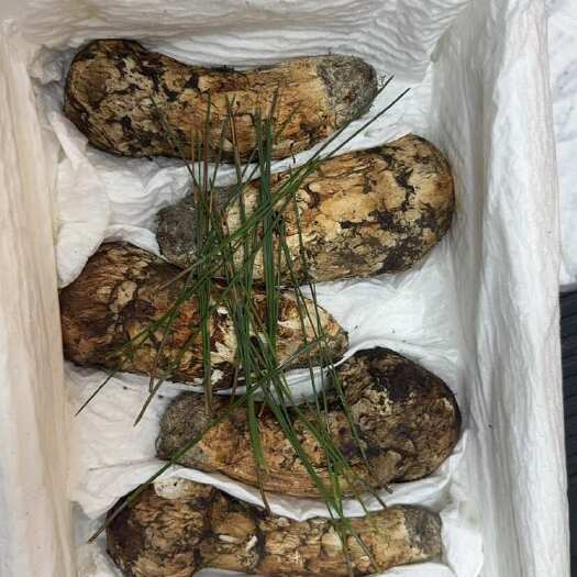广州9-12松茸。送人佳品