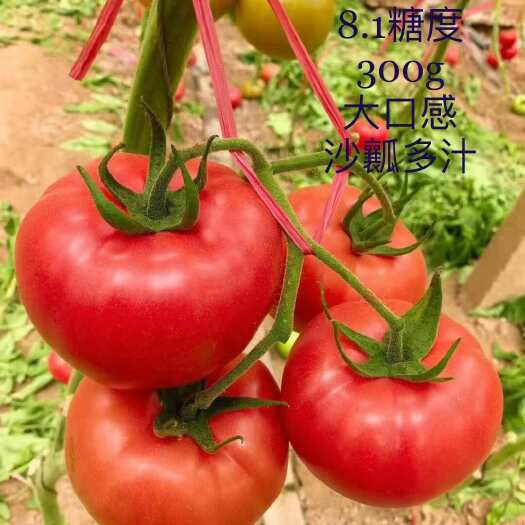 寿光市大口感番茄西红柿苗糖度高沙瓤多汁带绿肩抗病早熟2317苗子