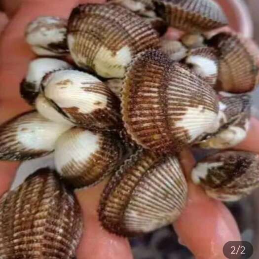 北海北海红螺
