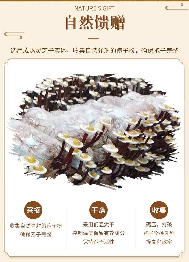 有机灵芝孢子粉泡水喝食用方便菌香味好