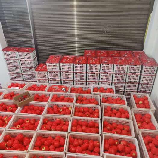 西昌市四川大凉山精品软籽石榴已开始陆续上市！欢迎各位老板来电咨询
