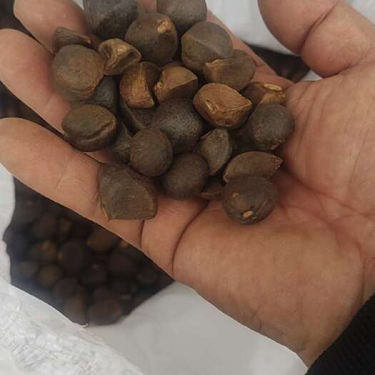 桃江县油茶籽
