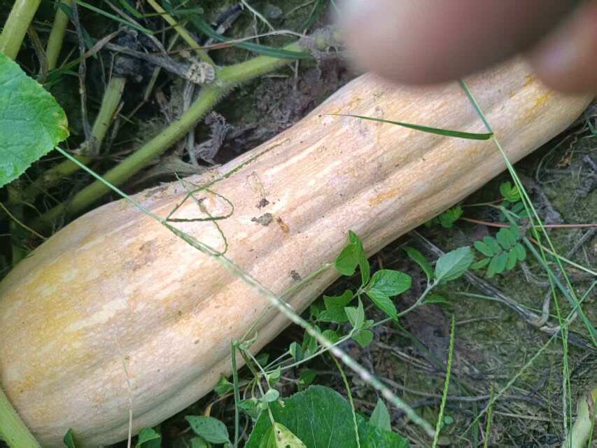 蜜本南瓜