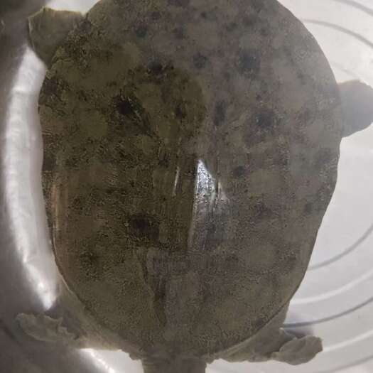 岳阳莲花池优质公甲鱼