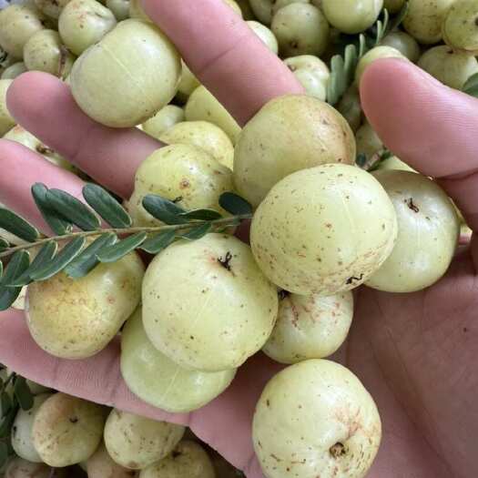普宁市广东省内包邮  丙甜油甘果，榨汁奶茶店