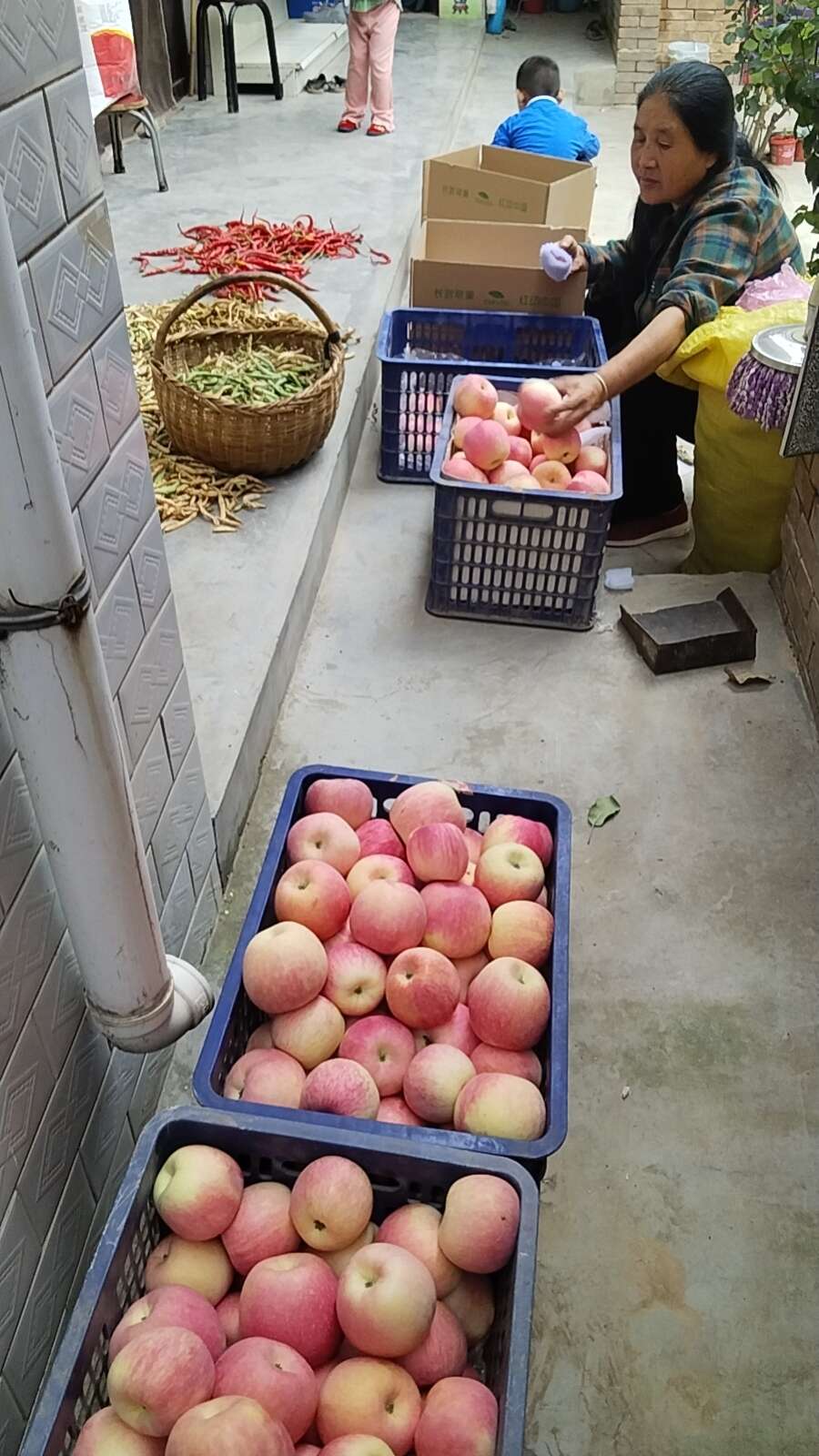 陕西长武瑞阳苹果脆甜多汁色泽鲜艳产地现摘现发10斤/箱包邮