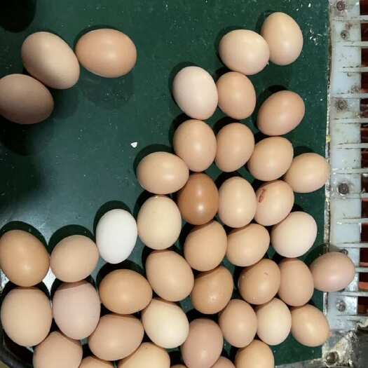 武汉湖北武汉新洲粉壳鸡蛋产地直供新鲜禽蛋类食品