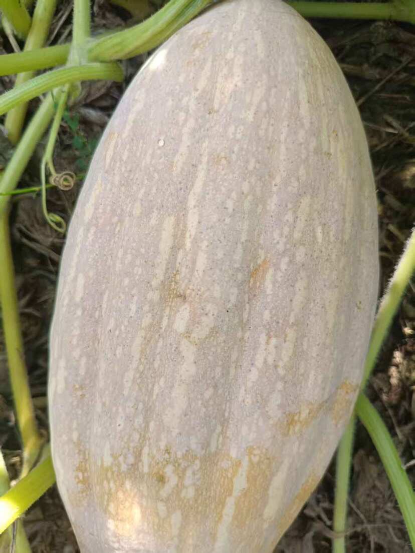 蜜本南瓜