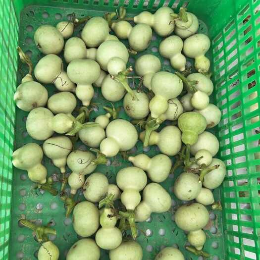 小美国葫芦种植基地