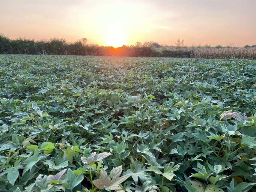 【产地直发】紫霞蜜薯 一级果 软糯香甜 粉糯起沙 诚招批发/
