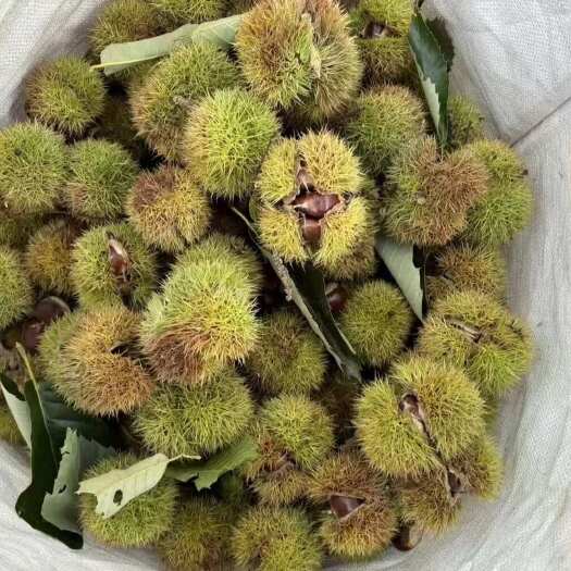 迁西县迁西滦阳镇板栗