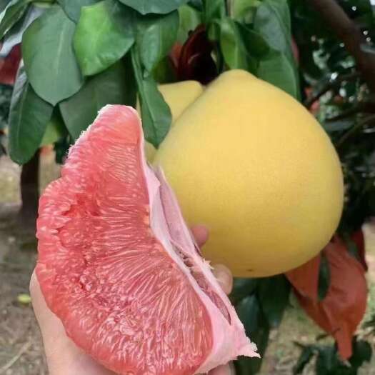 大埔县梅州三红蜜柚