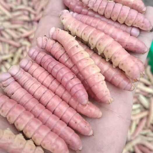 南召县大头黄入蜇老虫红虫肉厚无屎