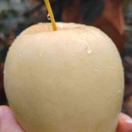 原阳县香甜皮薄