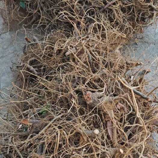 黎平县白花牛奶根（干货）