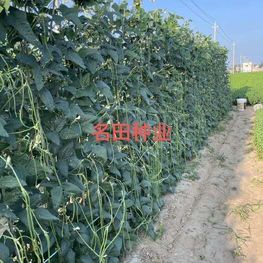 昆明豆角种子 豇豆种子 无鼠尾，颜色正口感佳，