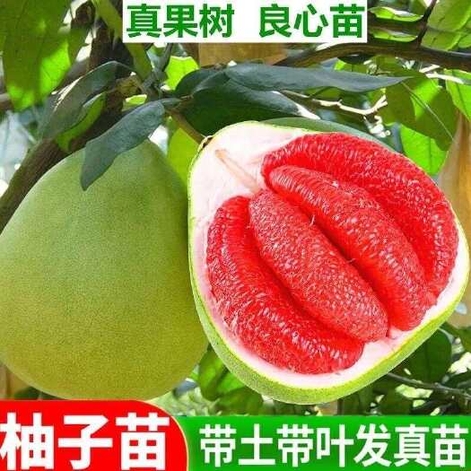 灵山县新品种泰国红宝石青柚树苗泰国青柚越南翡翠青柚苗南方种植盆地栽