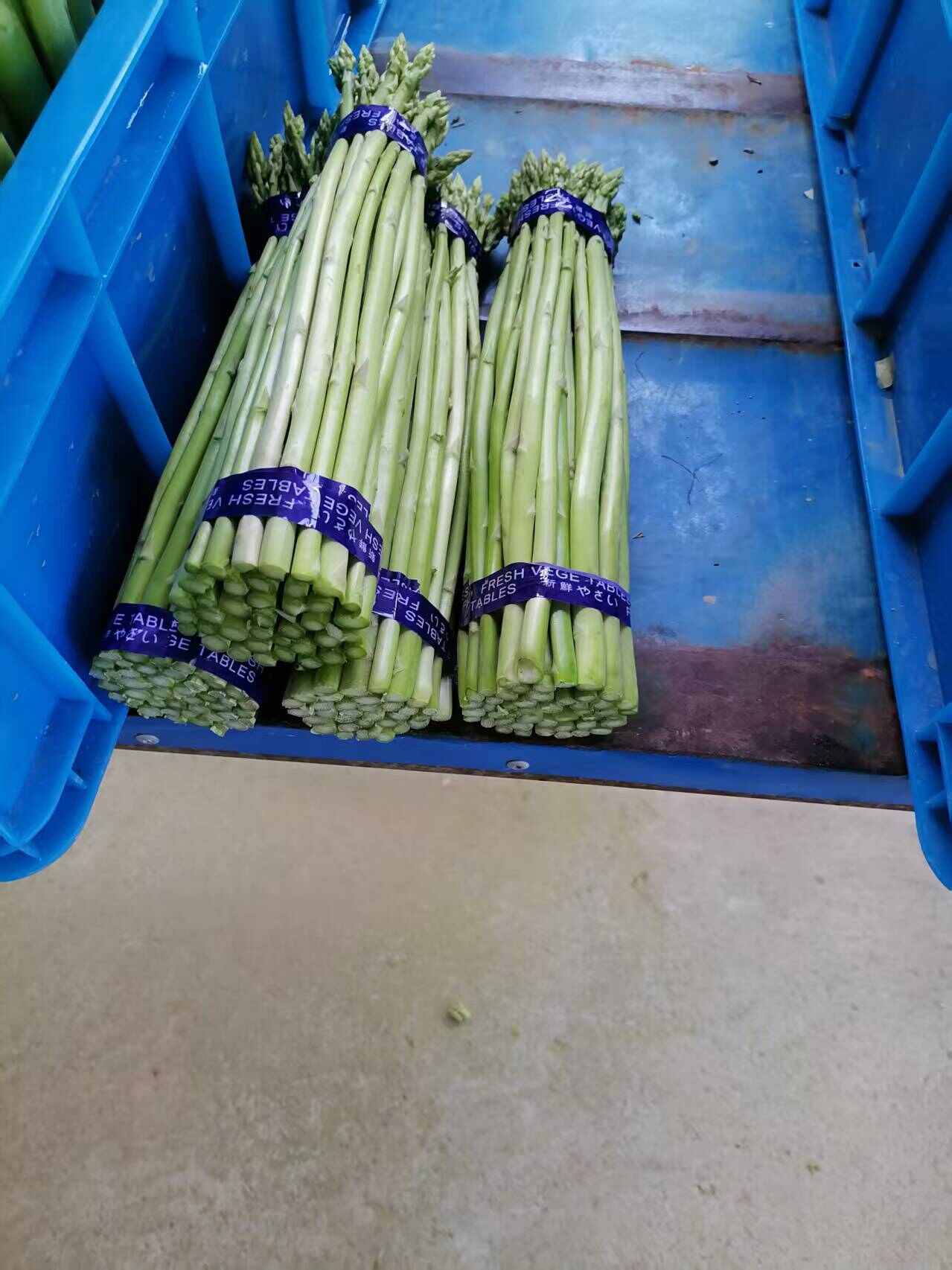 綠蘆筍安徽水源地大棚秋季蘆筍保質(zhì)保量，供貨穩(wěn)定，100畝采摘