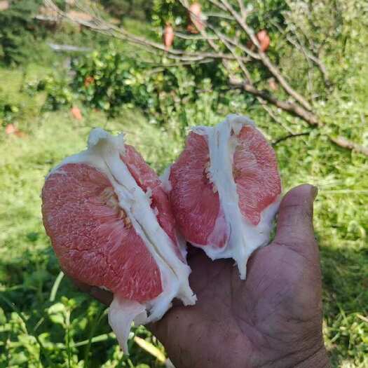 大埔县梅州红心柚